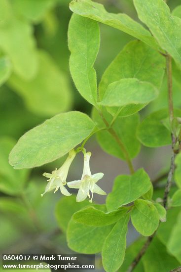 Lonicera utahensis