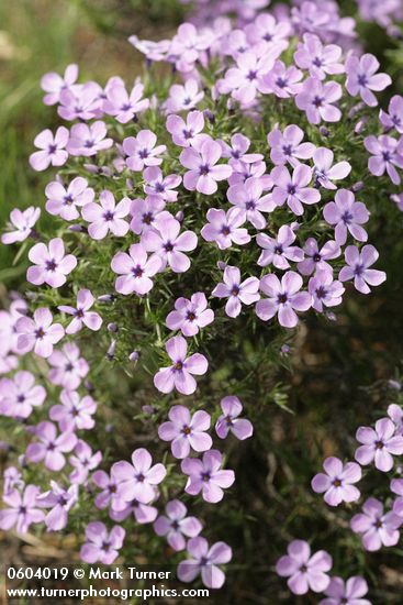 Phlox diffusa