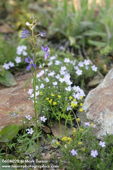 Delphinium nuttallianum; Lomatium triternatum; Phlox diffusa; Collinsia parviflora