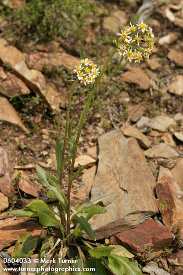 Senecio integerrimus var. ochroleucus
