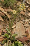Western Groundsel among rocks