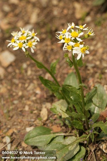 Senecio integerrimus var. ochroleucus