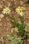 Western Groundsel
