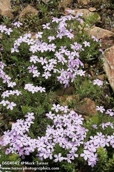 Phlox diffusa