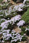 Spreading Phlox