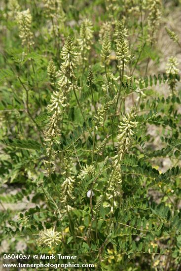 Astragalus canadensis var. mortonii