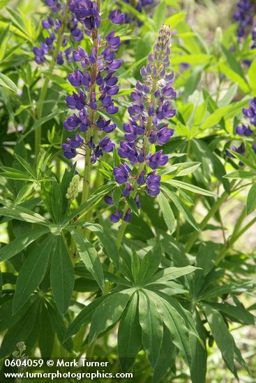 Lupinus burkei (L. polyphyllus var. burkei)