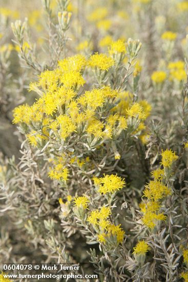 Tetradymia canescens