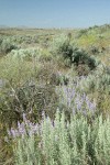 Bingen Lupines & Threetip Sagebrush in small dry watercourse