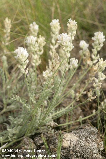 Astragalus spaldingii
