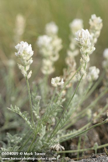 Astragalus spaldingii