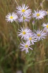 Foothill Daisy blossoms detail