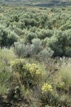 Round-headed Desert Buckwheat, Threetip Sagebrush at edge of dry watercourse