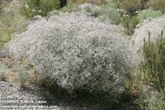 Gypsophila paniculata