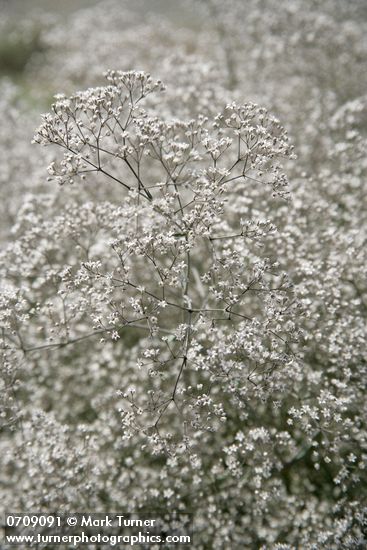 Gypsophila paniculata