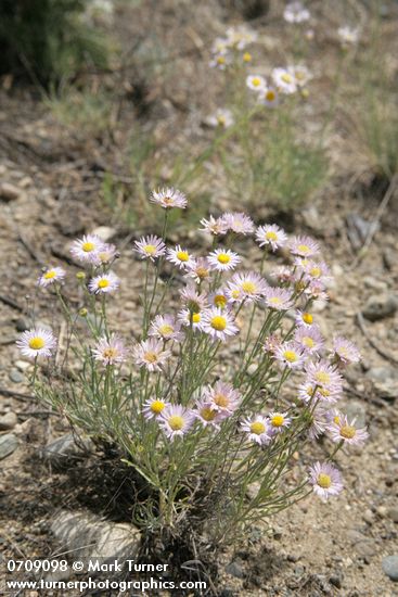 Erigeron filifolius