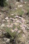 Threadleaf Fleabane