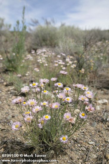 Erigeron filifolius