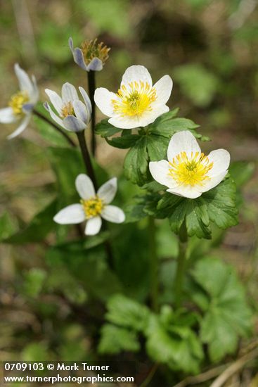 Trollius laxus