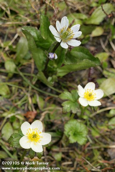 Trollius laxus; Caltha leptosepala ssp. howellii (C. biflora)
