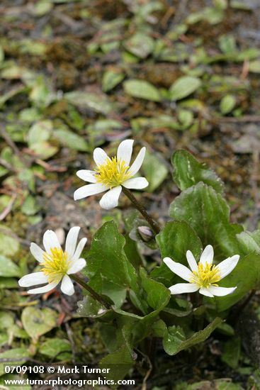 Caltha leptosepala ssp. howellii (C. biflora)