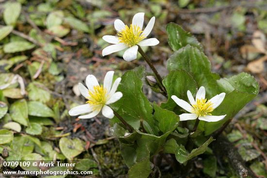Caltha leptosepala ssp. howellii (C. biflora)