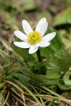 Marsh-marigold