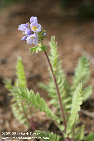 Polemonium pulcherrimum