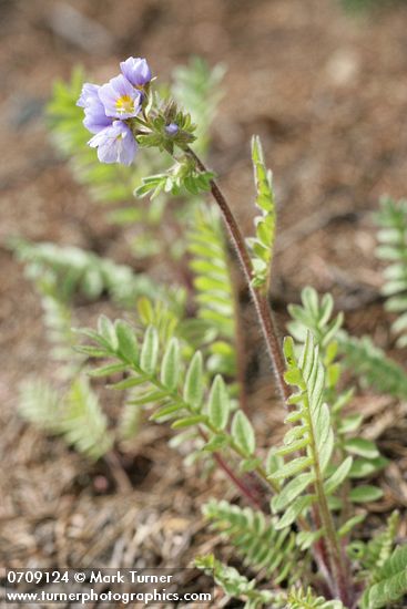 Polemonium pulcherrimum