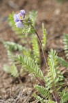 Showy Polemonium