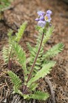 Showy Polemonium