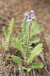 Showy Polemonium