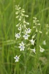 Pale Larkspur