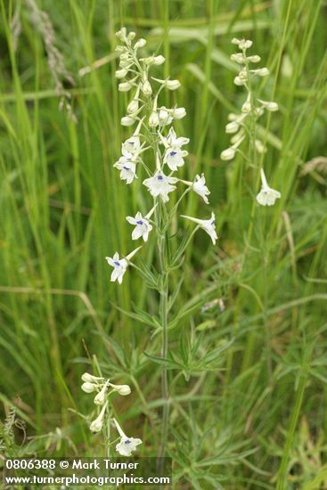 Delphinium leucophaeum (D. nuttallii ssp. ochroleucum)