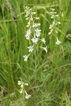 Pale Larkspur