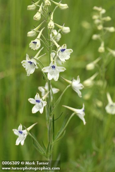 Delphinium leucophaeum (D. nuttallii ssp. ochroleucum)
