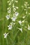 Pale Larkspur blossoms