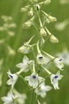 Pale Larkspur blossoms