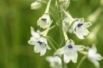 Pale Larkspur blossoms