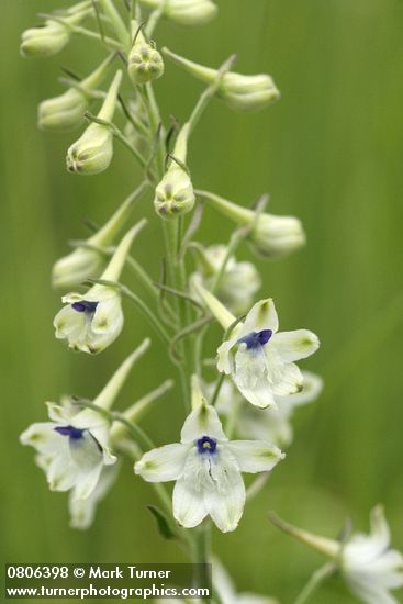 Delphinium leucophaeum (D. nuttallii ssp. ochroleucum)