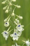 Pale Larkspur blossoms