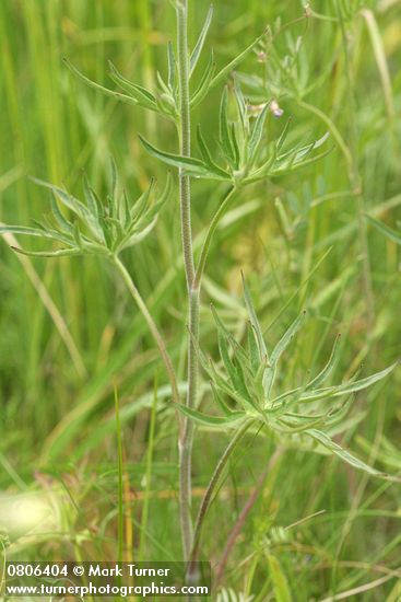 Delphinium leucophaeum (D. nuttallii ssp. ochroleucum)