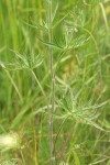 Pale Larkspur foliage