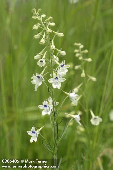 Delphinium leucophaeum (D. nuttallii ssp. ochroleucum)
