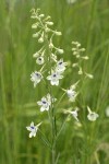 Pale Larkspur