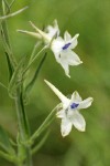 Pale Larkspur blossoms detail