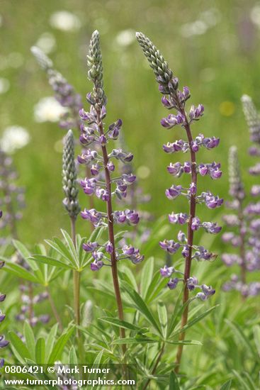 Lupinus sulphureus ssp. kincaidii