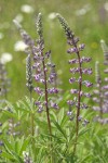 Kinkaid's Sulphur Lupine blossoms