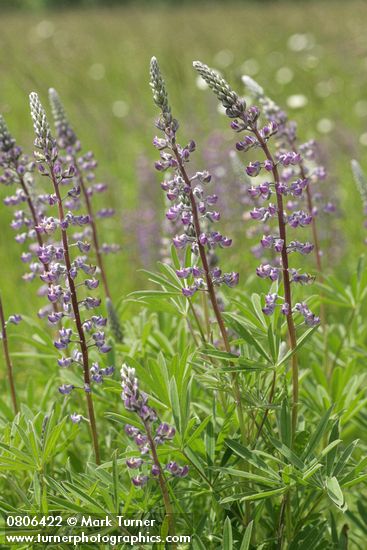 Lupinus sulphureus ssp. kincaidii