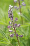 Kinkaid's Sulphur Lupine blossoms